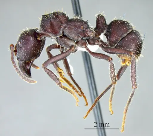 Ectatomma brunneum specimen