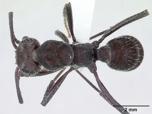 Ectatomma brunneum - CASENT0173375