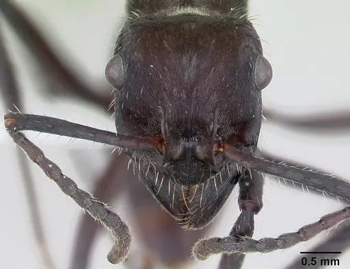 Ectatomma brunneum - CASENT0173375