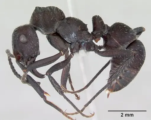 Ectatomma brunneum - CASENT0173375