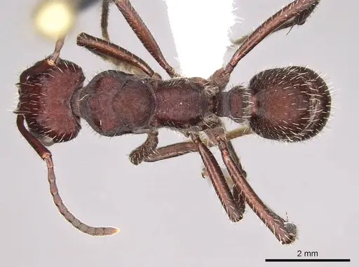 Ectatomma brunneum - CASENT0281500