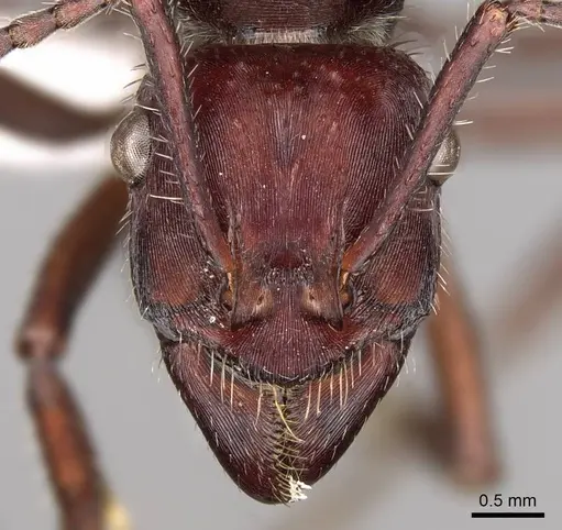 Ectatomma brunneum - CASENT0281500