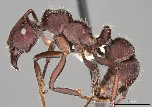 Ectatomma brunneum - CASENT0281500