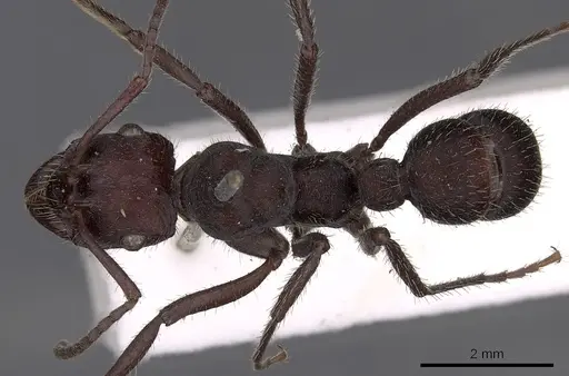 Ectatomma brunneum - CASENT0900515