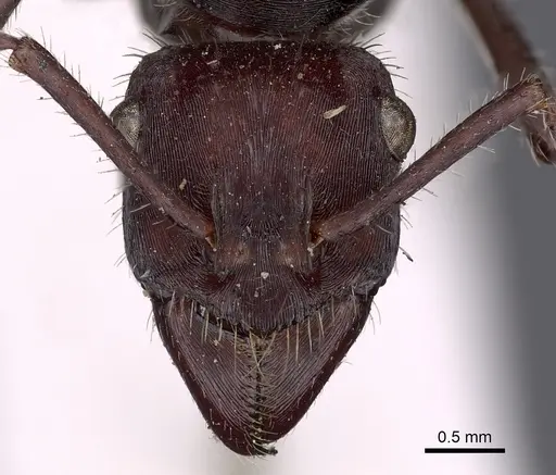 Ectatomma brunneum - CASENT0900515