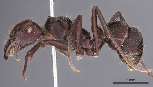 Ectatomma brunneum - CASENT0900515