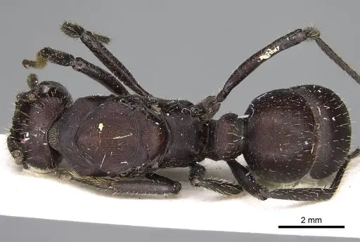 Ectatomma brunneum - CASENT0922398