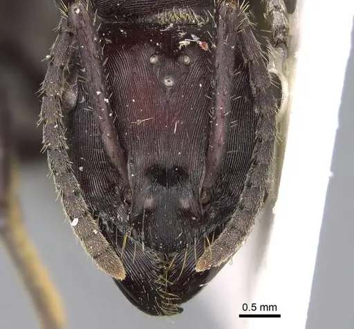 Ectatomma brunneum - CASENT0922398