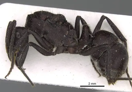 Ectatomma brunneum - CASENT0922398