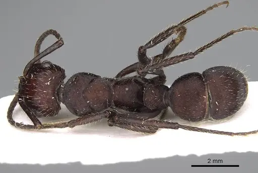 Ectatomma brunneum - CASENT0922399