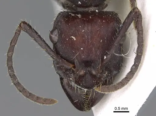 Ectatomma brunneum - CASENT0922399