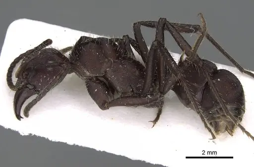 Ectatomma brunneum - CASENT0922399