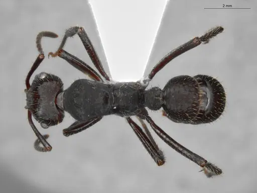 Ectatomma brunneum - ECOFOG-SAV18-0001-02