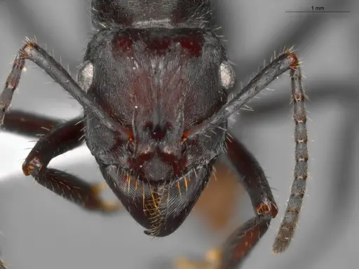 Ectatomma brunneum - ECOFOG-SAV18-0001-02