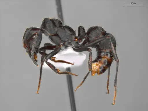 Ectatomma brunneum - ECOFOG-SAV18-0001-02