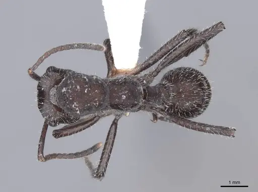 Ectatomma brunneum - FMNHINS0000047530