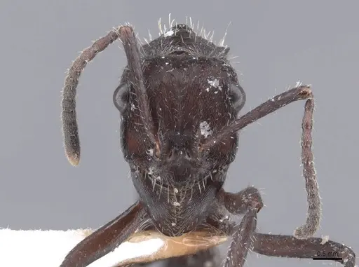 Ectatomma brunneum - FMNHINS0000047530
