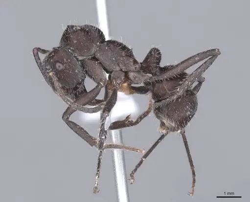 Ectatomma brunneum - FMNHINS0000047530