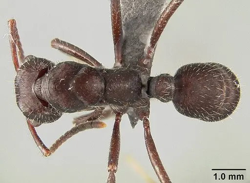 Ectatomma brunneum - USNMENT01124231