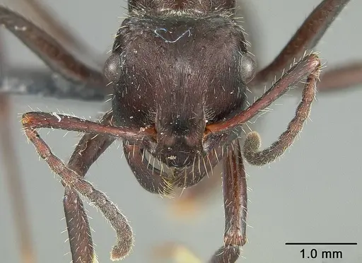 Ectatomma brunneum - USNMENT01124231