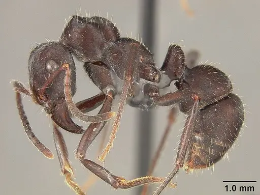 Ectatomma brunneum - USNMENT01124231