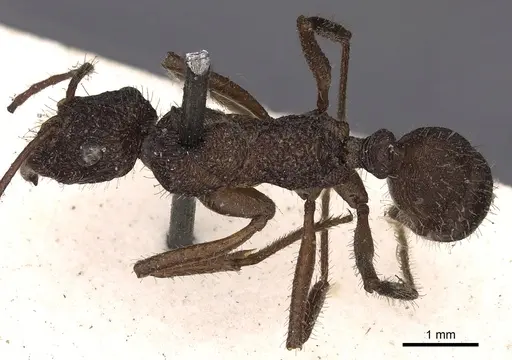 Ectatomma confine specimen