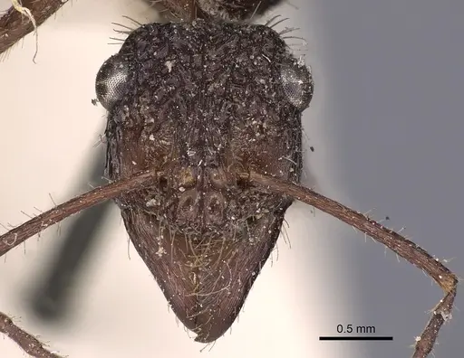 Ectatomma confine specimen