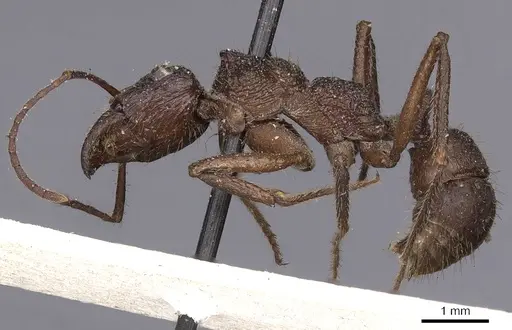 Ectatomma confine specimen