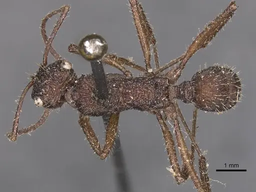 Ectatomma confine - CASENT0905378