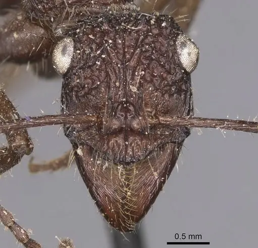 Ectatomma confine - CASENT0905378