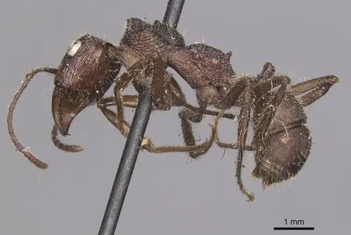 Ectatomma confine - CASENT0905378