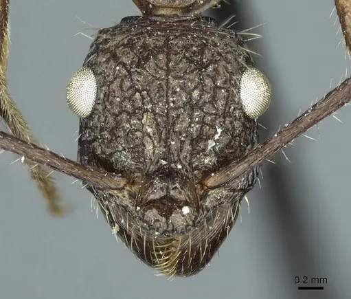 Ectatomma confine - CASENT0915906