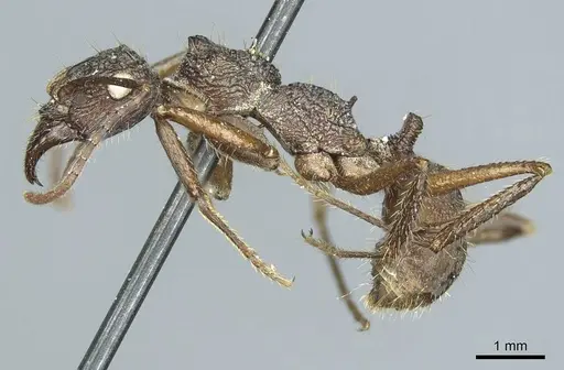 Ectatomma confine - CASENT0915906