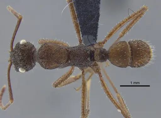 Ectatomma confine - CBUMAGENT41745