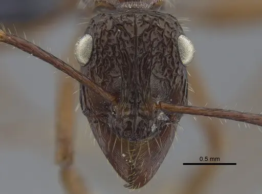 Ectatomma confine - CBUMAGENT41745