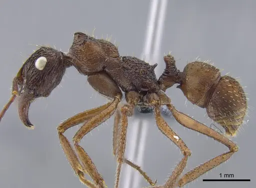 Ectatomma confine - CBUMAGENT41745