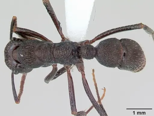 Ectatomma edentatum specimen