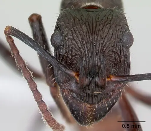 Ectatomma edentatum specimen