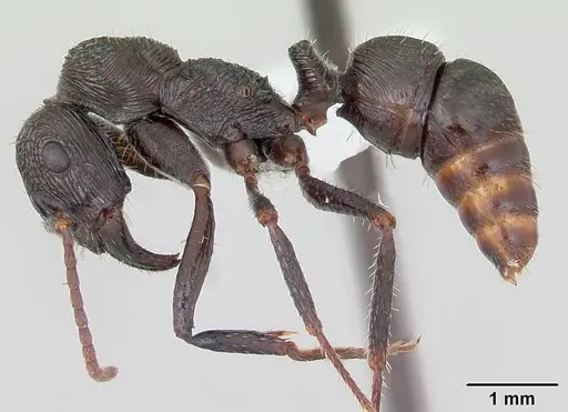 Ectatomma edentatum specimen