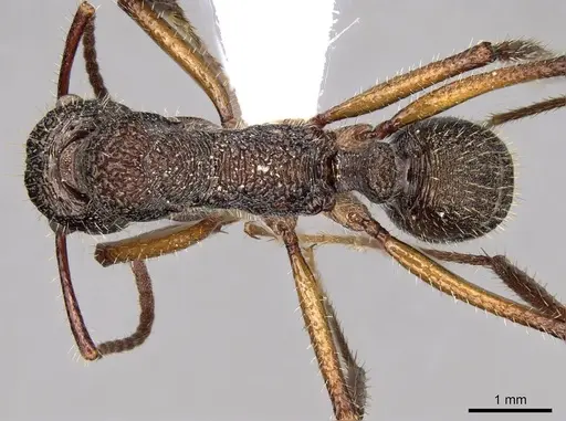 Ectatomma edentatum - CASENT0281501