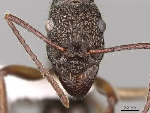 Ectatomma edentatum - CASENT0281501