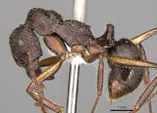 Ectatomma edentatum - CASENT0281501