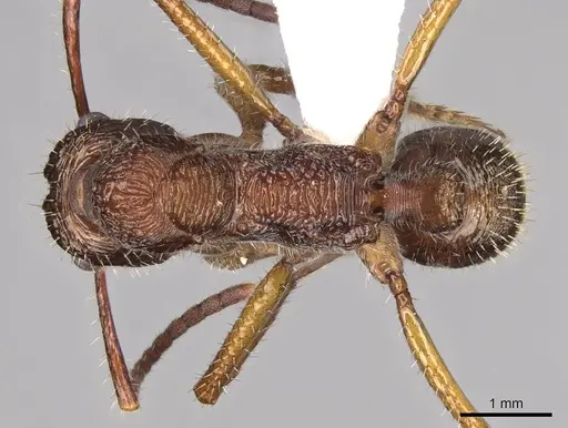 Ectatomma edentatum - CASENT0281502