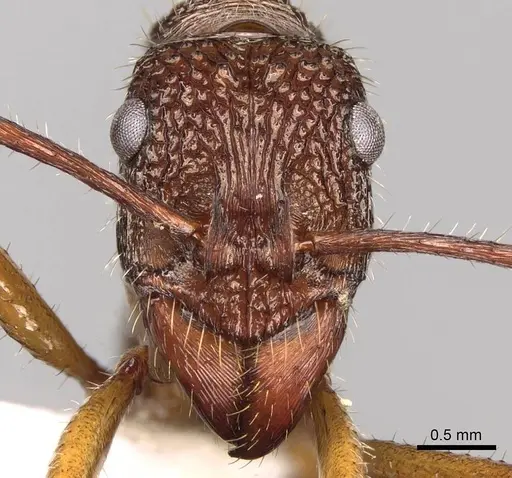 Ectatomma edentatum - CASENT0281502