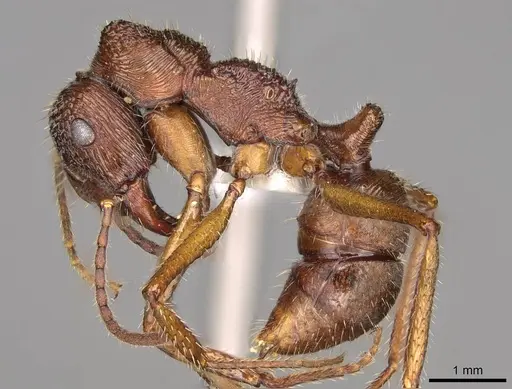 Ectatomma edentatum - CASENT0281502