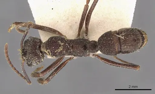 Ectatomma edentatum - CASENT0907177