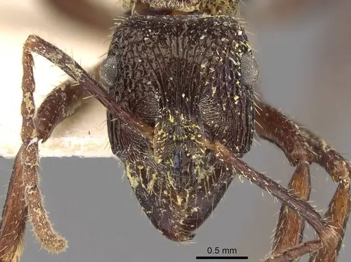 Ectatomma edentatum - CASENT0907177