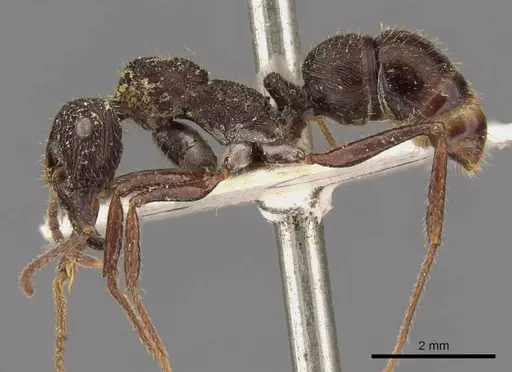 Ectatomma edentatum - CASENT0907177