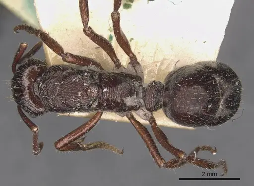 Ectatomma edentatum - CASENT0907178