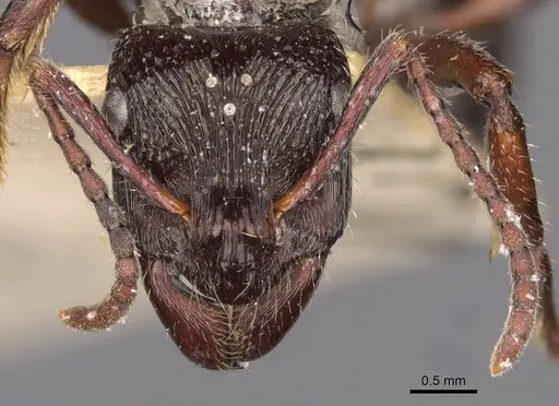 Ectatomma edentatum - CASENT0907178